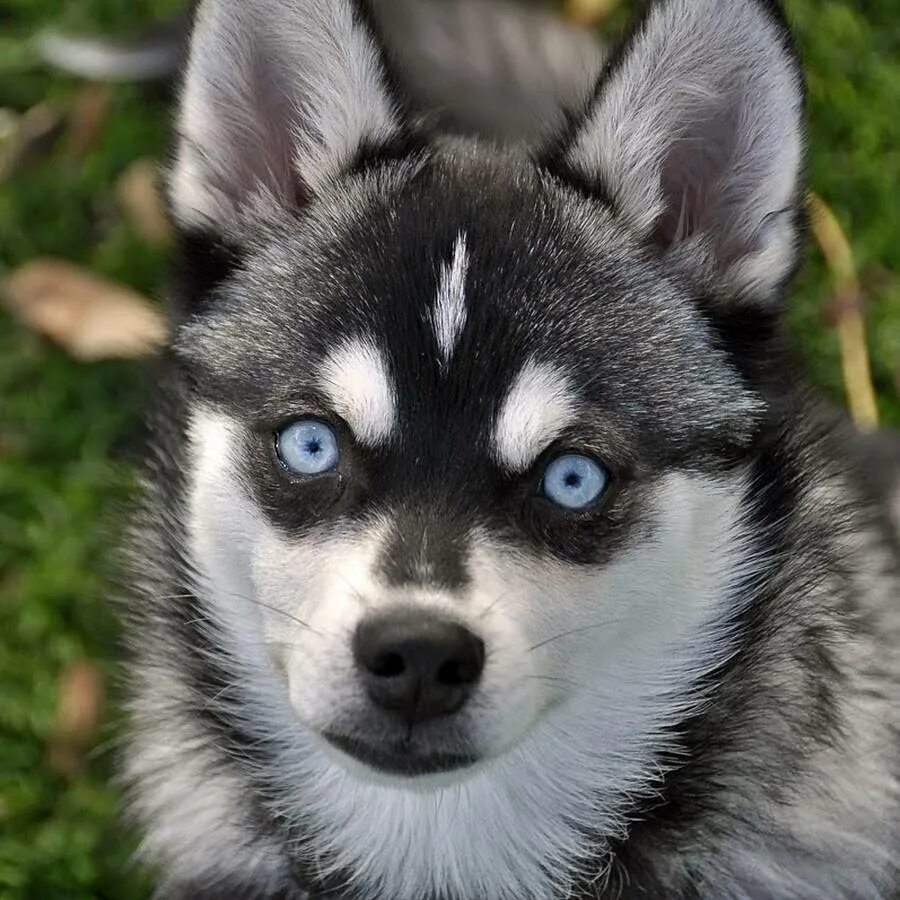 Кли. Кли. Кли. Кли. Кли.