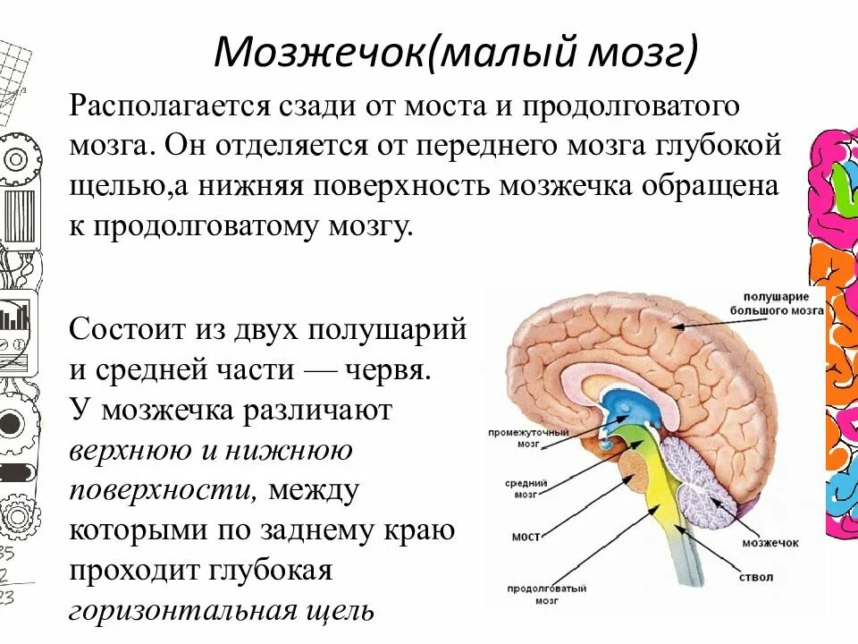 Какую функцию выполняет мост мозга. Средний мозг и мозжечок функции. Мозжечок малый мозг строение. Функции мозжечка продолговатого мозга среднего мозга. Продолговатый мозг и мозжечок функции.