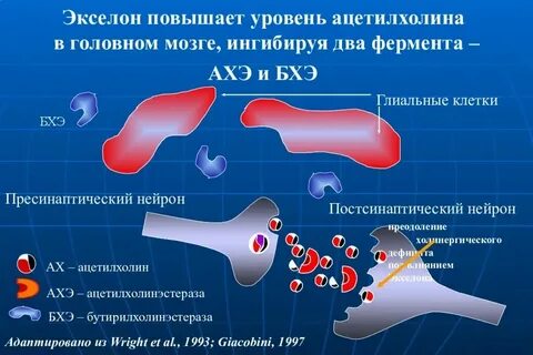 Антитела к ацетилхолиновому