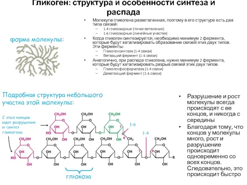 Гликоген какой углевод. Строение гликогена биохимия. структура молекулы гликогена. строение гликогена формула. структурная формула особенности строения молекулы гликогена.