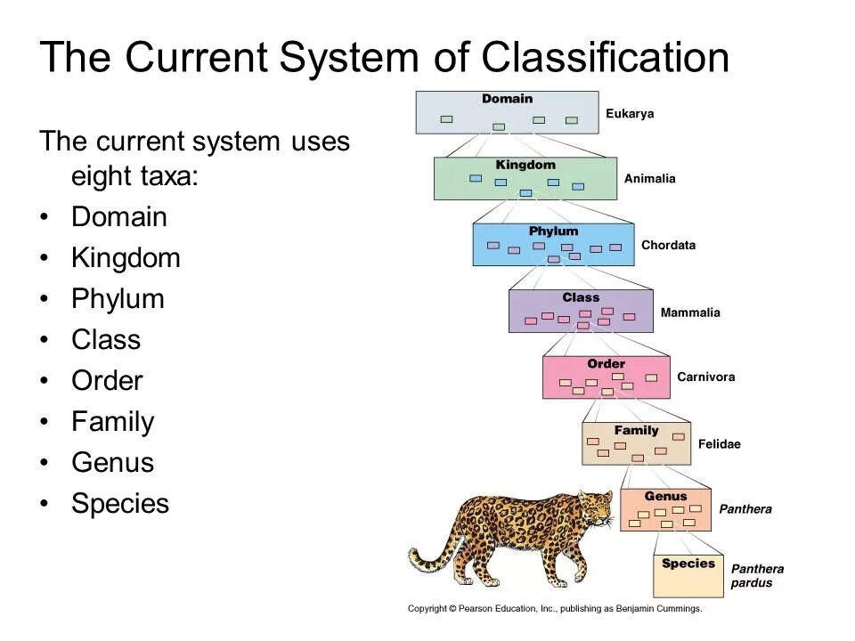 Life Kingdom classification. Classification and species. Classifying Organisms. Классификация Kingdom order Family genus species.