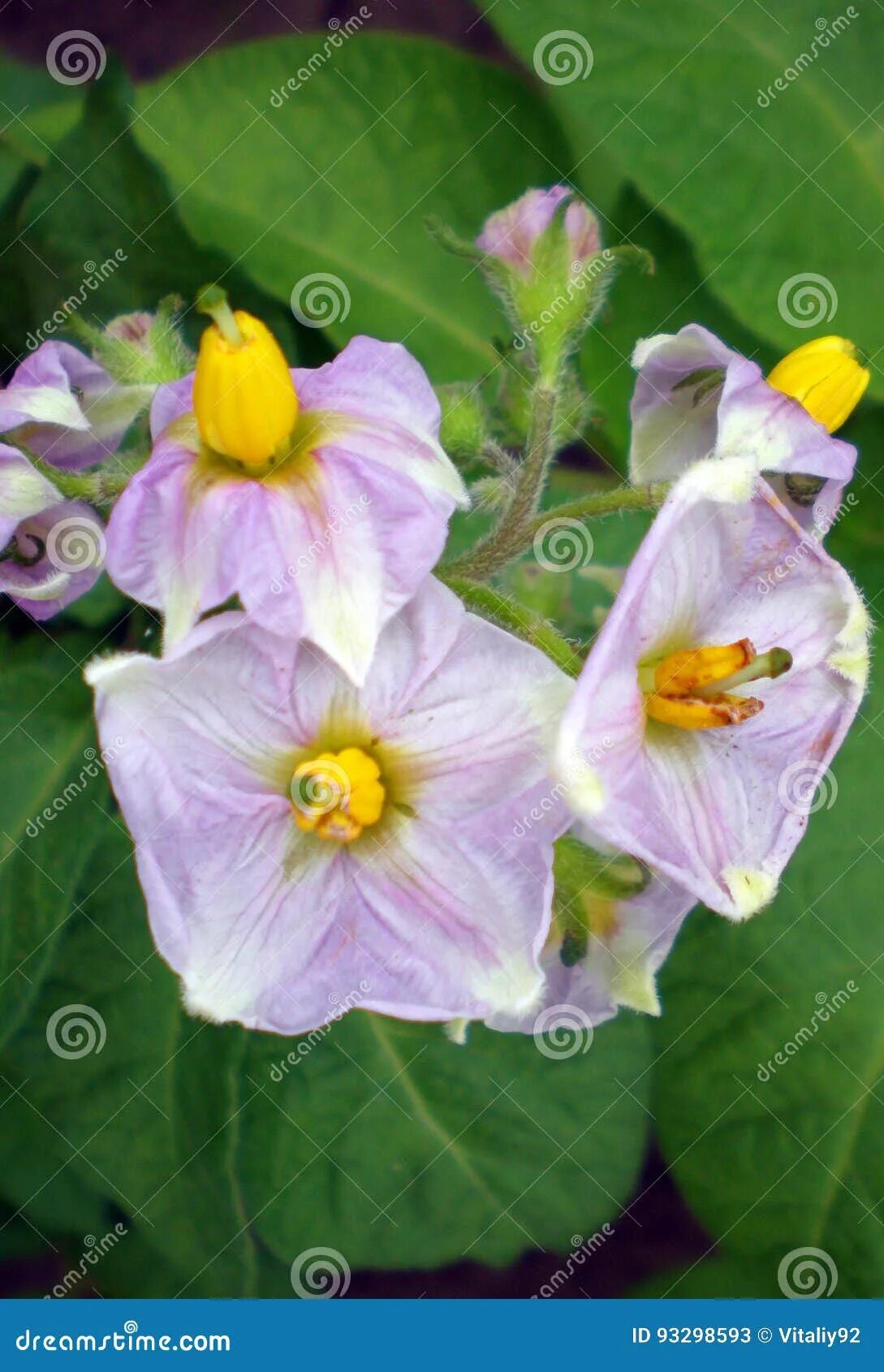 Как цветет картофель. Potatoes and flowers. Month horse flower potato book. Розовые цветки картофель. Цветение картофеля.