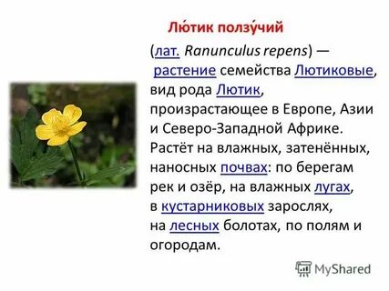 Тип питания лютик едкий