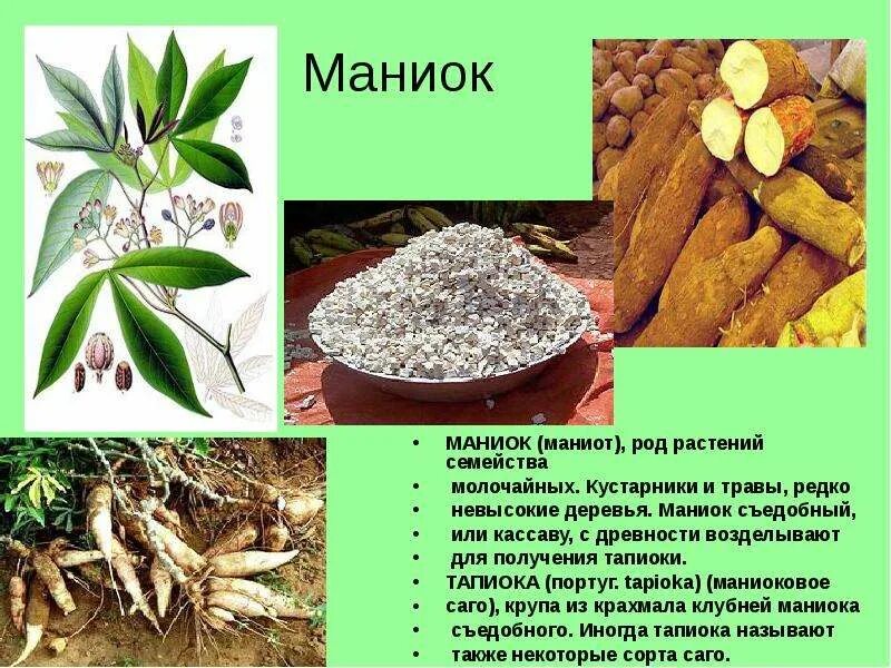 Маниок род фото - Тоши Суши