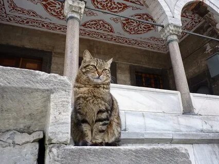 Кошка пророка