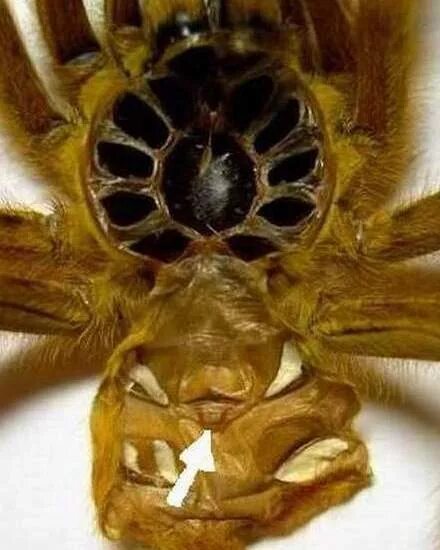 Как определить пол паука. Пол паука птицееда по линьке. pterinochilus murinus сперматека. экзувий паука птицееда.