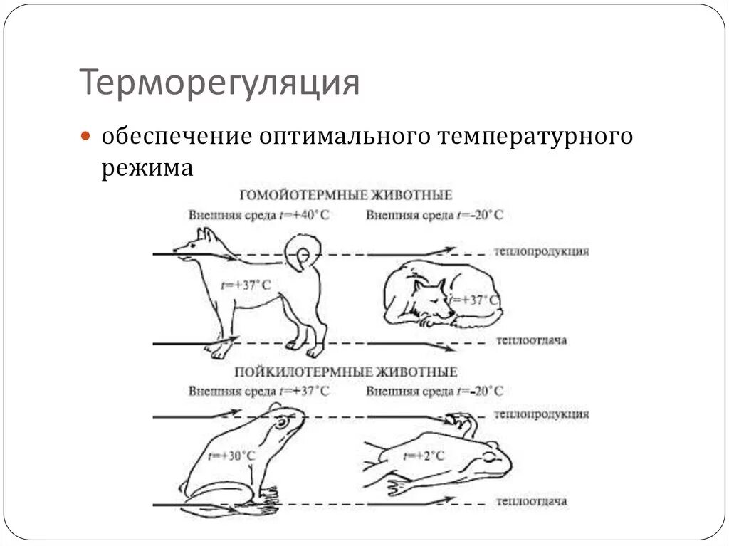 Температурный режим животных. Поддержание температуры тела у животных. терморегуляция животных. типы терморегуляции животных. физическая терморегуляция у животных.
