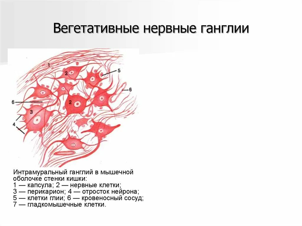 Строение нервного узла. Строение вегетативного нервного узла. Препараты гистология вегетативный ганглий строение. Вегетативный ганглий препарат гистология. Строение вегетативного ганглия гистология.