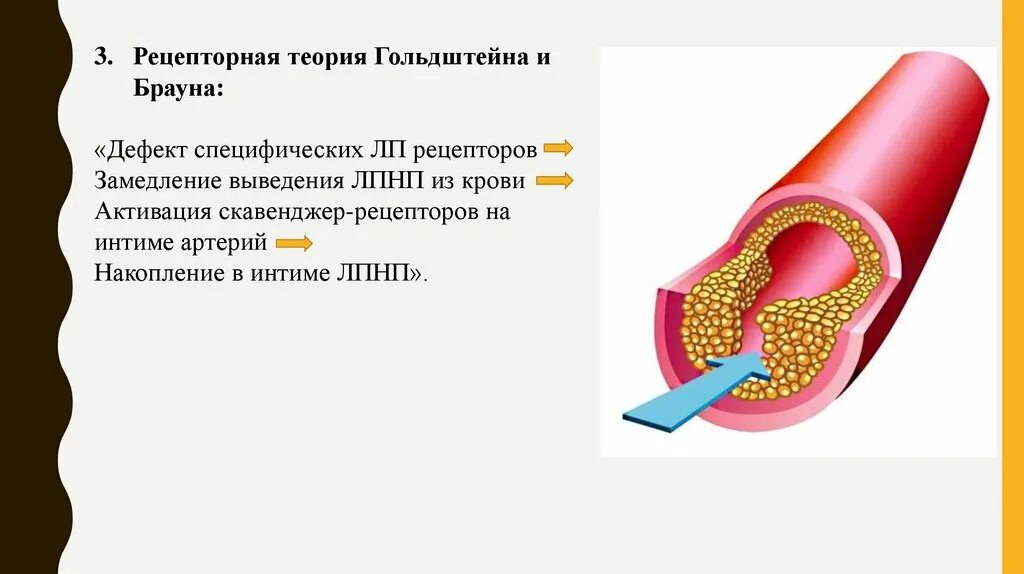 Атеросклероз лпнп. Атеросклероз презентация. рецепторная теория атеросклероза. рецепторная теория. рецепторная теория атеросклероза гольдштейна и брауна.