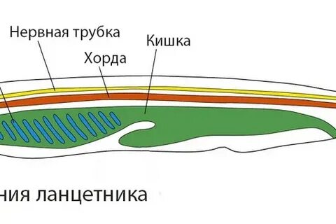 Строение покровов тела у ланцетников