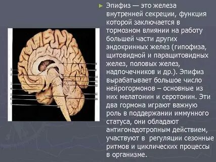 Эпифиз является железой внутренней секреции