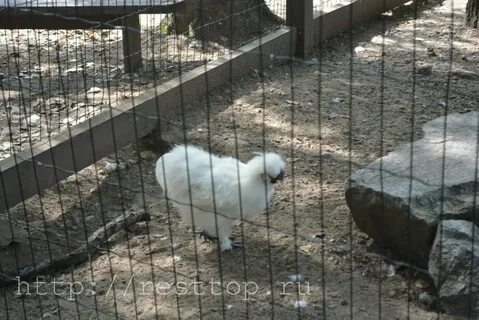 Зоосад хабаровск на воронеже