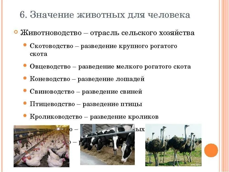 Значение животных в природе. Значение животных в жизни человека. значение животных для человека. значимость животных в жизни человека. значение животных для чело.