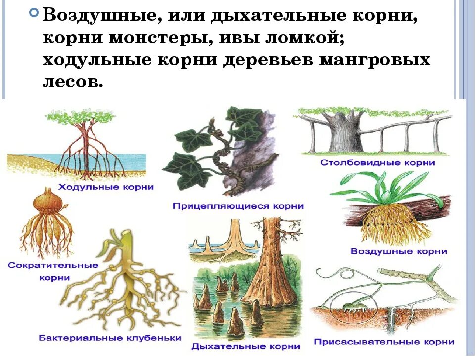 Видоизмененный корень ответ. Ходульные корни видоизменения. Видоизменения корня примеры.