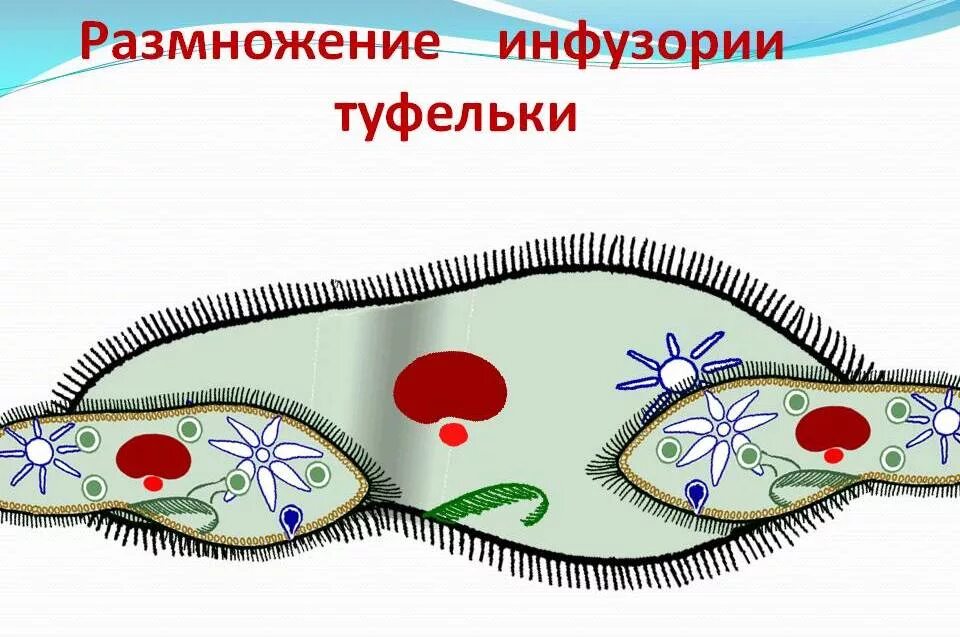 Инфузория туфелька инфузория туфелька. Что такое инфузория туфелька в биологии. Цитоплазма у инфузории туфельки. Инфузория туфелька модель из пластилина. Передвижение инфузории