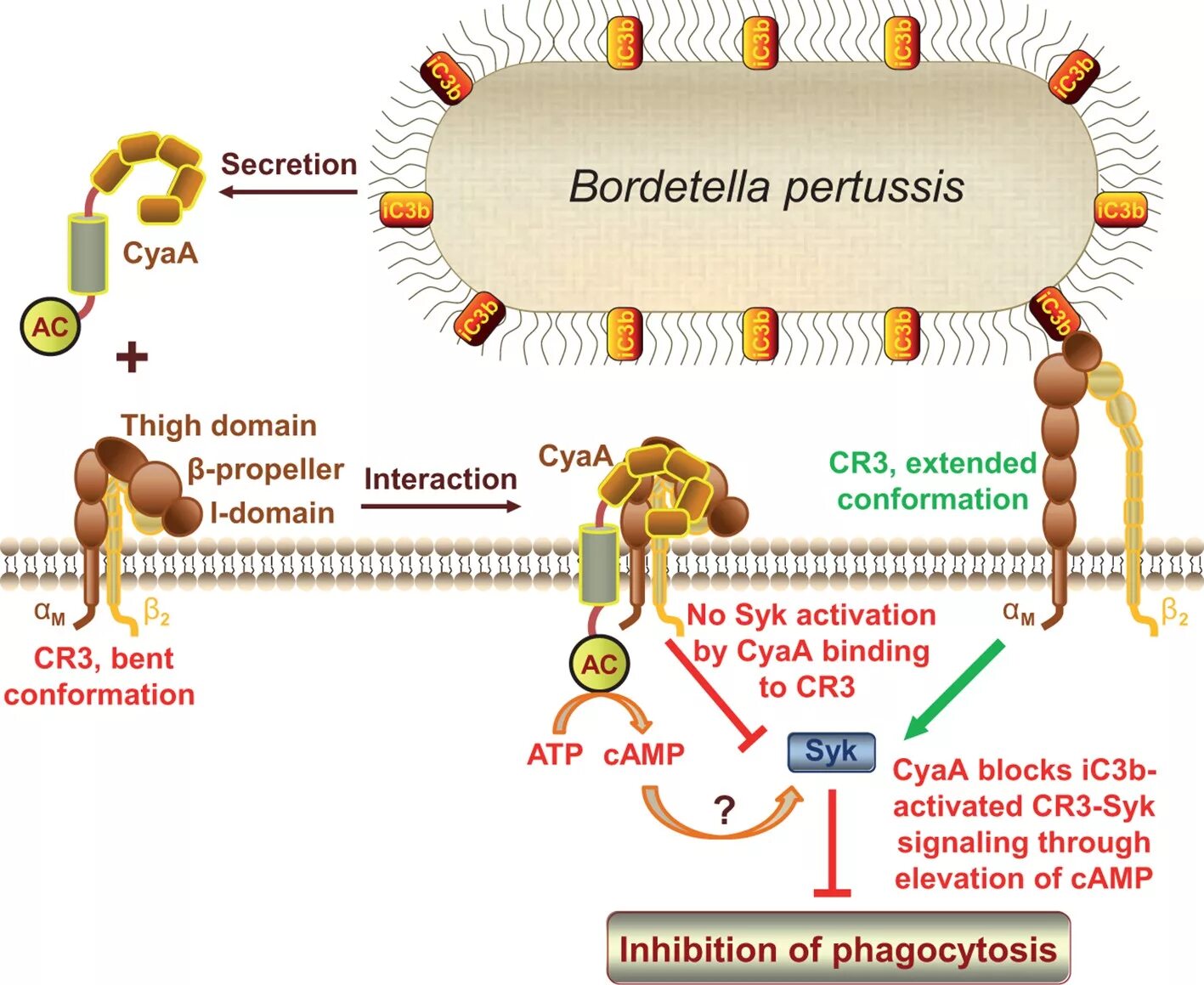 Pertussis коклюш. Токсины бордетелла пертуссис. Bordetella pertussis строение. Bordetella pertussis патогенез. Bordetella pertussis коклюш.