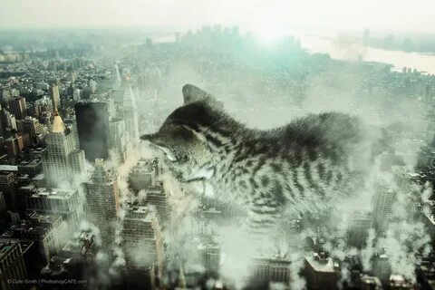 Destroy cat