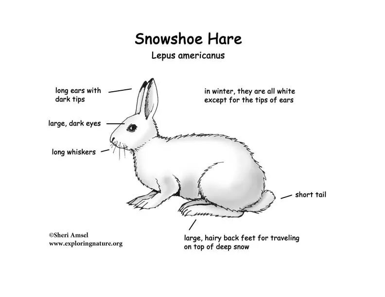 Hare картинка для детей на английском. Snowshoe Rabbits перевод. Кролик перевод. Jackrabbit перевод.