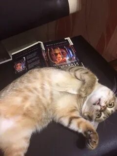 Коты екатерины 2