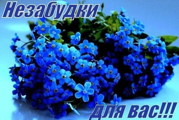 Букет цветов незабудки. Красивые незабудки. Нежные незабудки. Незабудки. Нежные цветы незабудки.