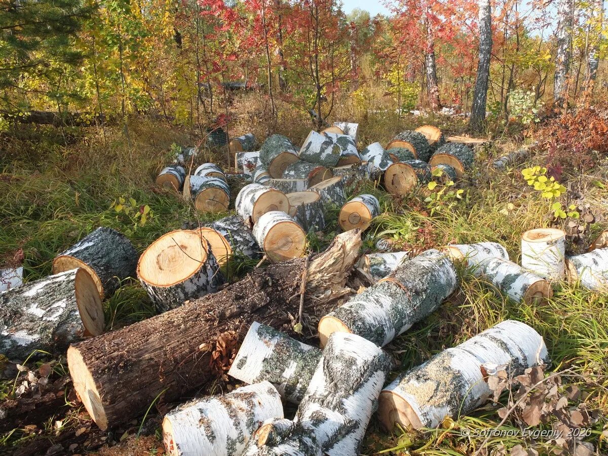 Валка дерева на участке. Распиленная береза. Распиленная береза. Берёза (древесина). Спиленное дерево.