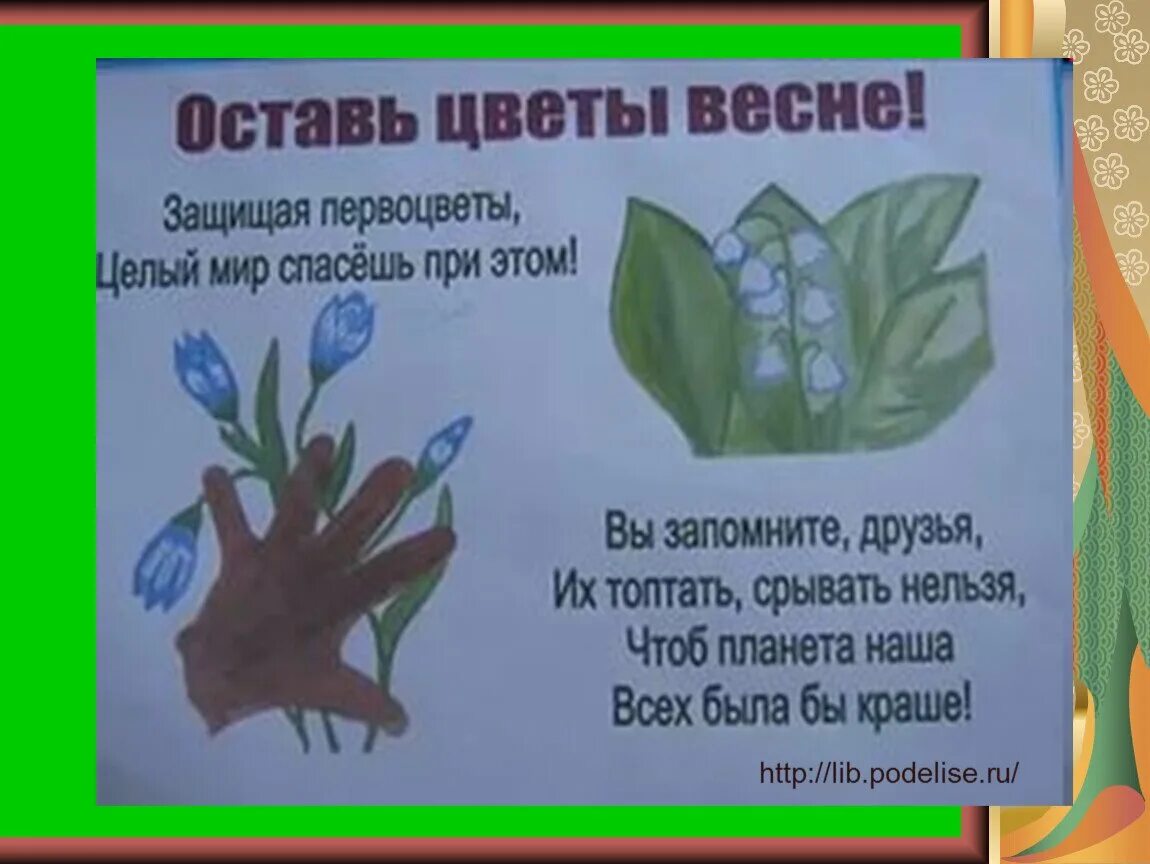 Сохраним цветы весне. Плакат в защиту первоувет. Берегите первоцветы. Слоган о защите первоцветов. Плакат в защиту первоцветов.