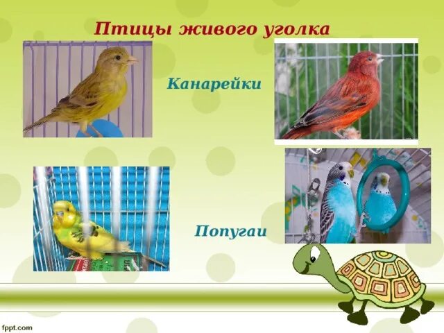 Каких птиц можно содержать в живом уголке. Каких птиц можно содержать в живом уголке
