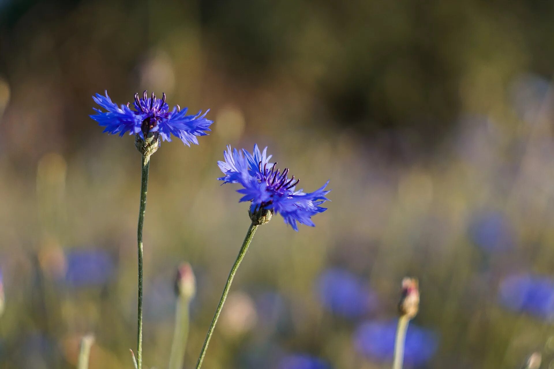 Василек полевой. Василек синий полевой. Василек синий (Centaurea cyanus). Поле с васильками.