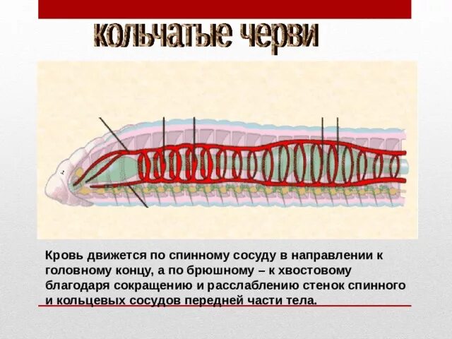 Кровеносная система кровь 7 класс биология. Кровеносная система лестничного типа. Системы органов кольчатых червей. Кровеносная система лестничного типа. Виды кровено ных систем.