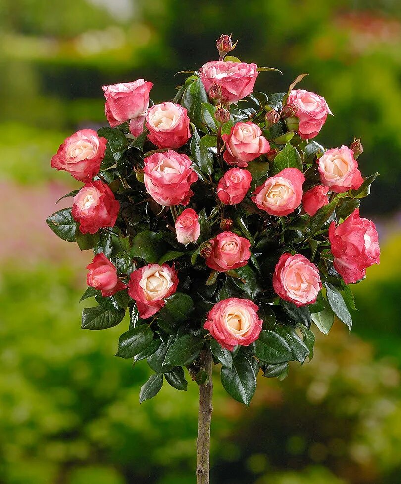 Download wallpaper flowers, flowers, Cup, bouquet, Cup, roses, bouquet, rose, se