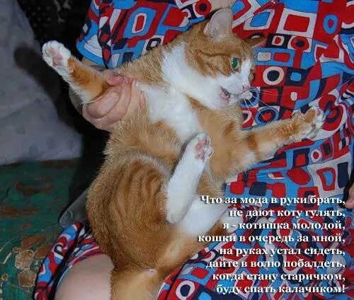 Как долго гуляют коты. Кошка загуляла. сколько дней может гулять кошка?. кастрированный кот может гулять. сколько дней коты гуляют с кошками.