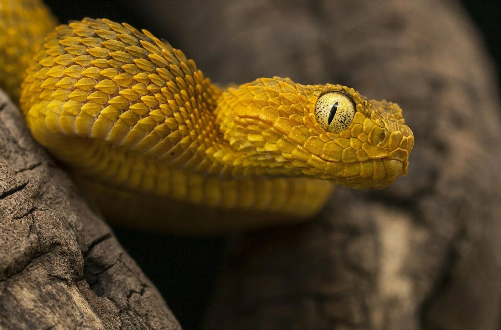 Покажи про змей. Змея островной ботропс. Кустарниковая гадюка (Atheris. АТЕРИС сквамигера. Полоз гадюка желтая.