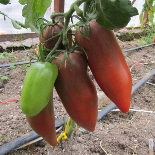 томат фиолетовый весселя.