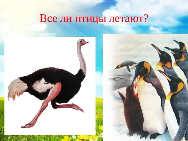 Птицы которые не летают. Все ли птицы летают. Птицы которые умеют летать. Все птицы умеют летать. Птицы которые не умеют летать.