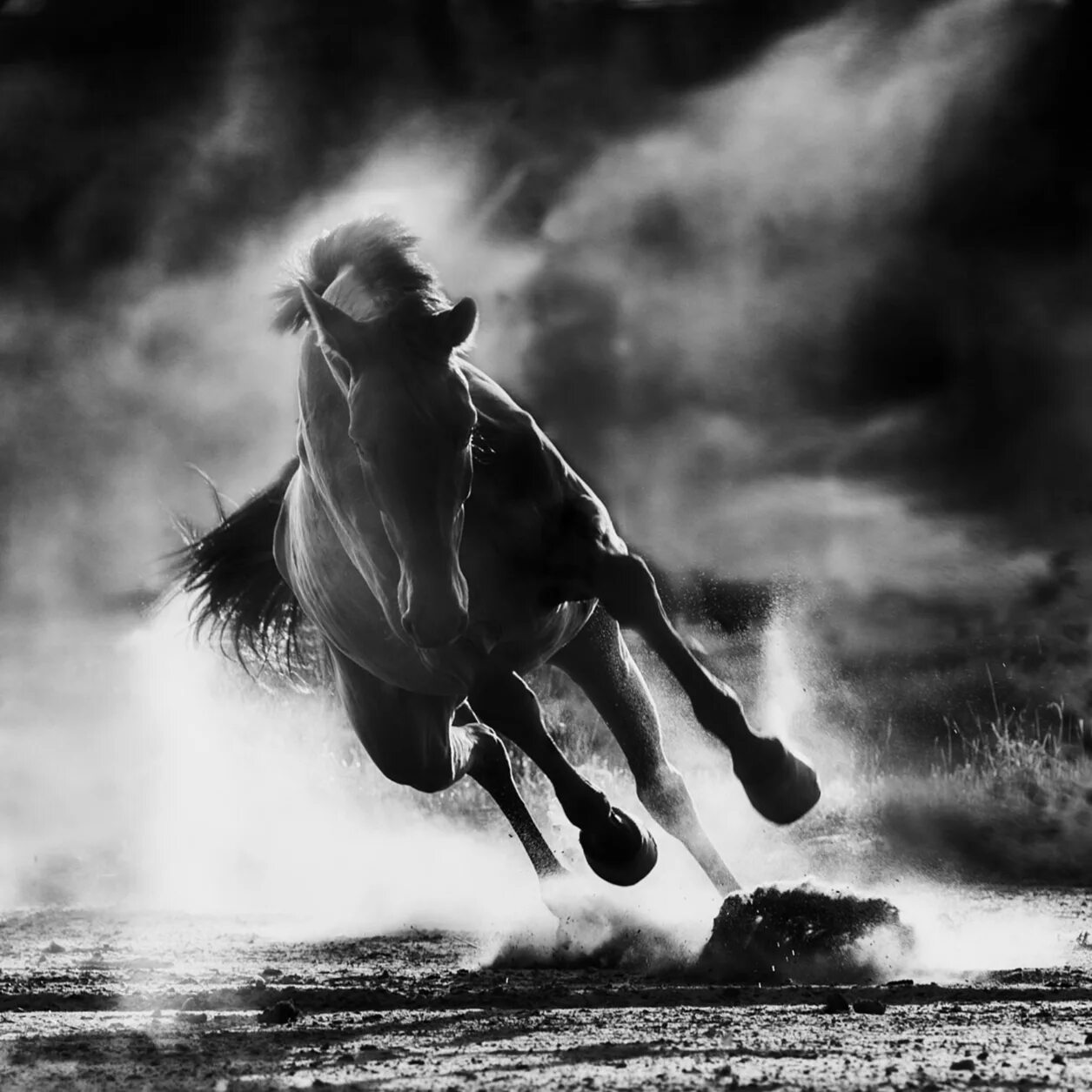 Лошадь бежит. Черный конь. Конь скачет. Лошади мощь.