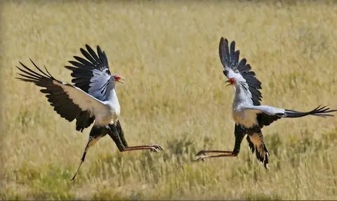 Dancing birds