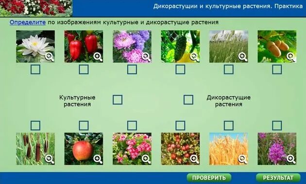 Дикорастущие и культурные растения. Цветы дикорастущие и культурные. Разнообразие культурных растений. Культурные растения бывают. Распределите культурные растения по группам