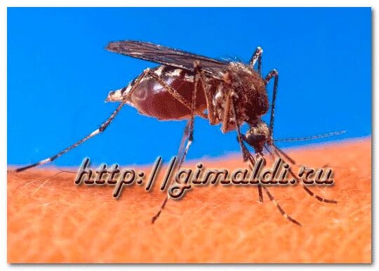 Комары не любят запах. Что любят комары. Какой свет не любят комары. Комары Денге любят влажность. Что больше всего не любят комары.