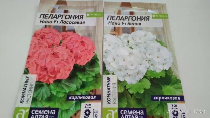 пеларгония зональная эплблоссом. пеларгония нано пинк карликовая. пеларгония нано ред. пеларгония нано f1 эплблоссом. пеларгония найт эплблоссом f1.