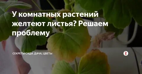 Чем поливать цветы чтобы не желтели листья