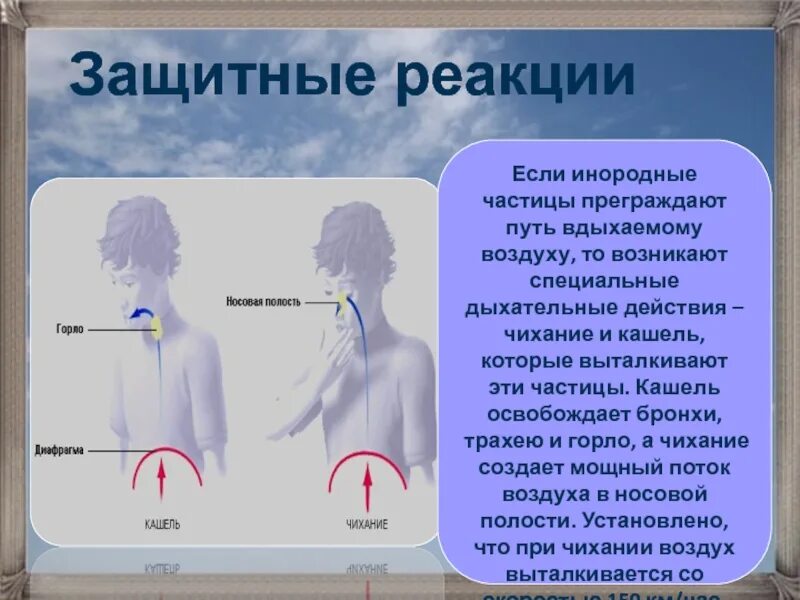 Кашель воздухом причины. Кашель диафрагма. Защитные реакции дыхательной системы. Вдыхание холодного воздуха. Путь вдыхаемого воздуха.