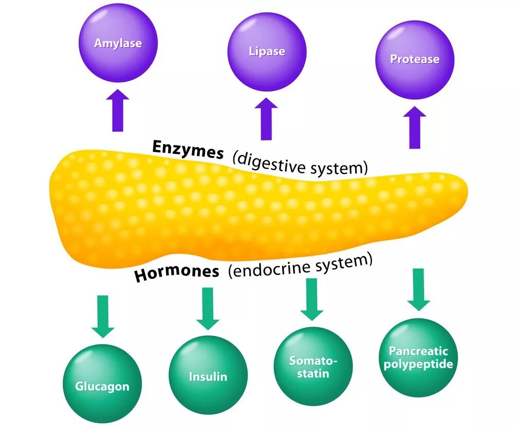Пищеварительные соки ферменты гормоны. Ферменты амилаза липаза протеаза. Липолитические ферменты поджелудочной железы. Липаза протеаза.