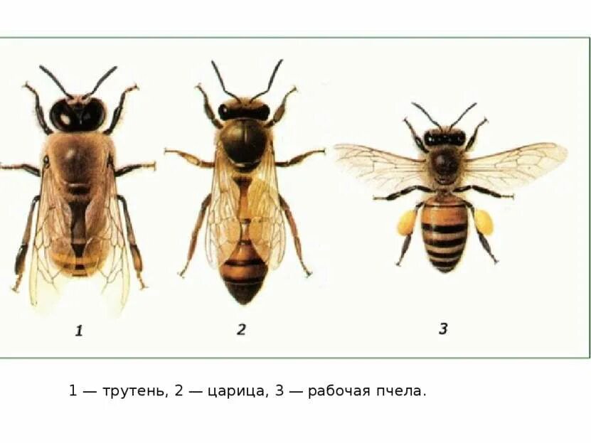 Как отличить матку. Пчела матка трутень. Касты пчелиной семьи. Трутни в пчелиной семье. Пчелы трутни и самки.