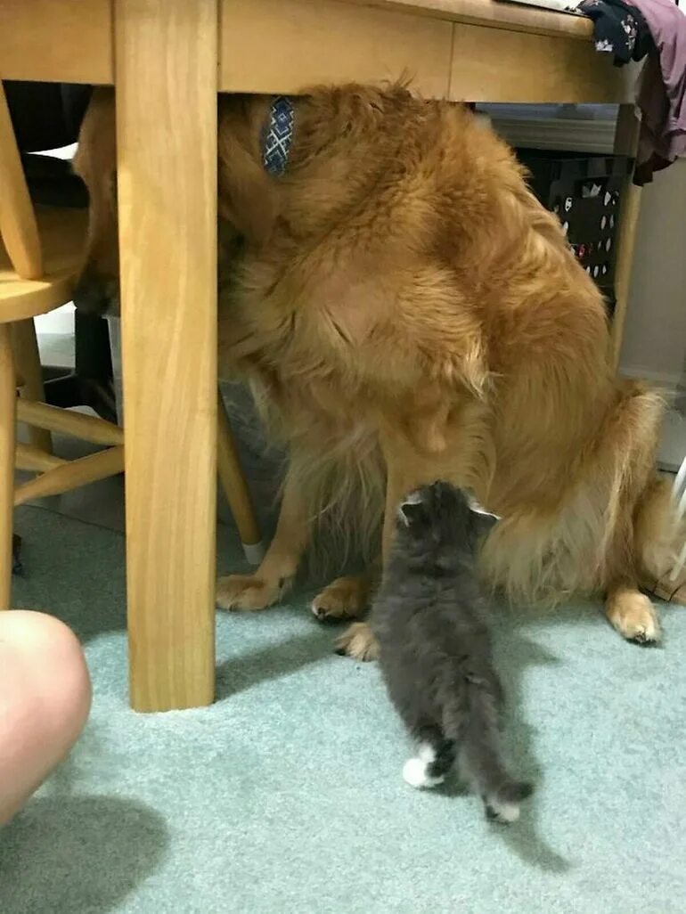 Большие собаки и кошки. Огромны пëс и котëнок. Большая собака и маленький котик. Собака боится кота. Собака боится.