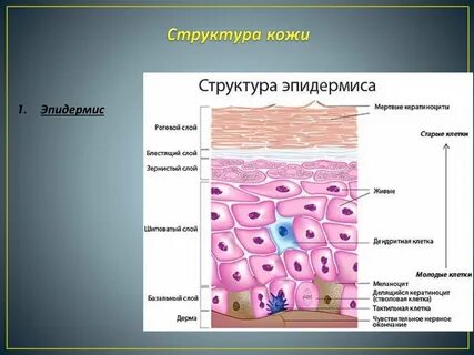 Слои кожи базальный шиповатый