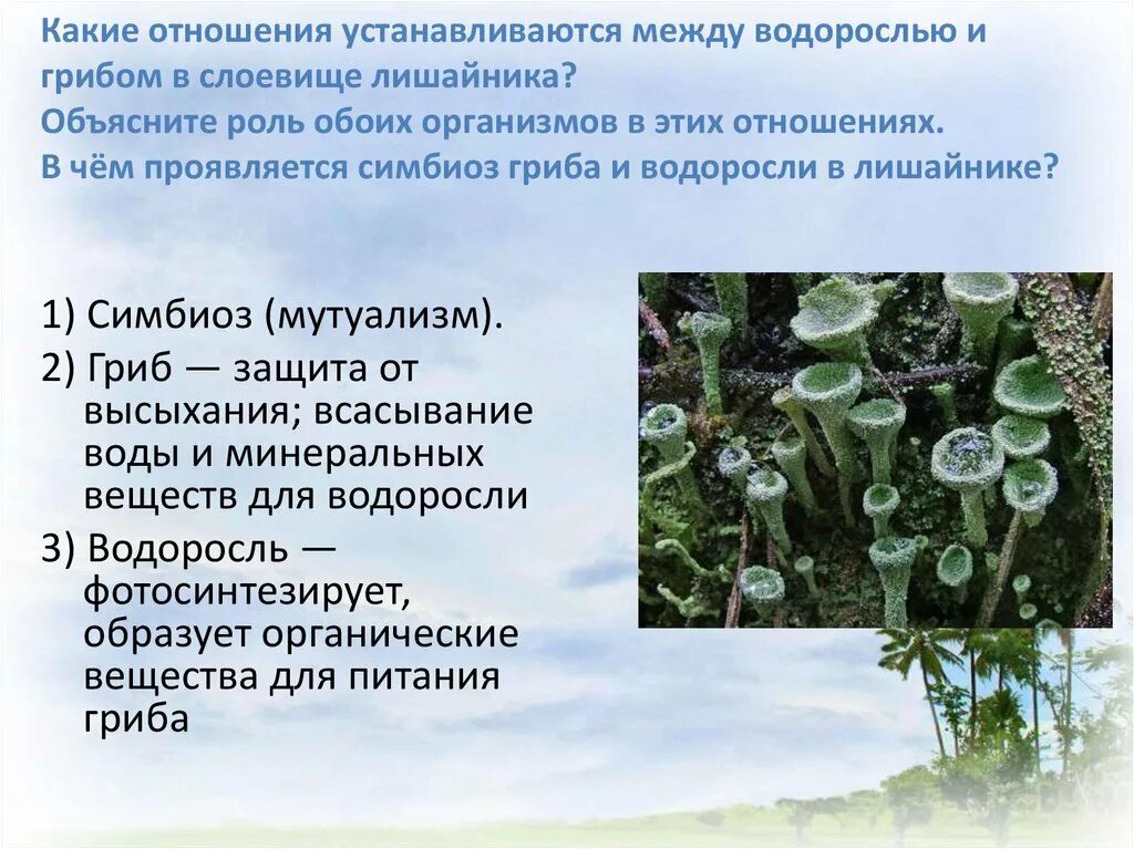 Грибы входят в состав лишайников. Симбиоз гриба и водоросли в лишайнике. Гриб и водоросль в лишайнике. Роль водоросли и гриба в лишайнике. Лишайник это симбиоз.