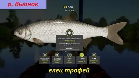 Где ловить на вьюнке