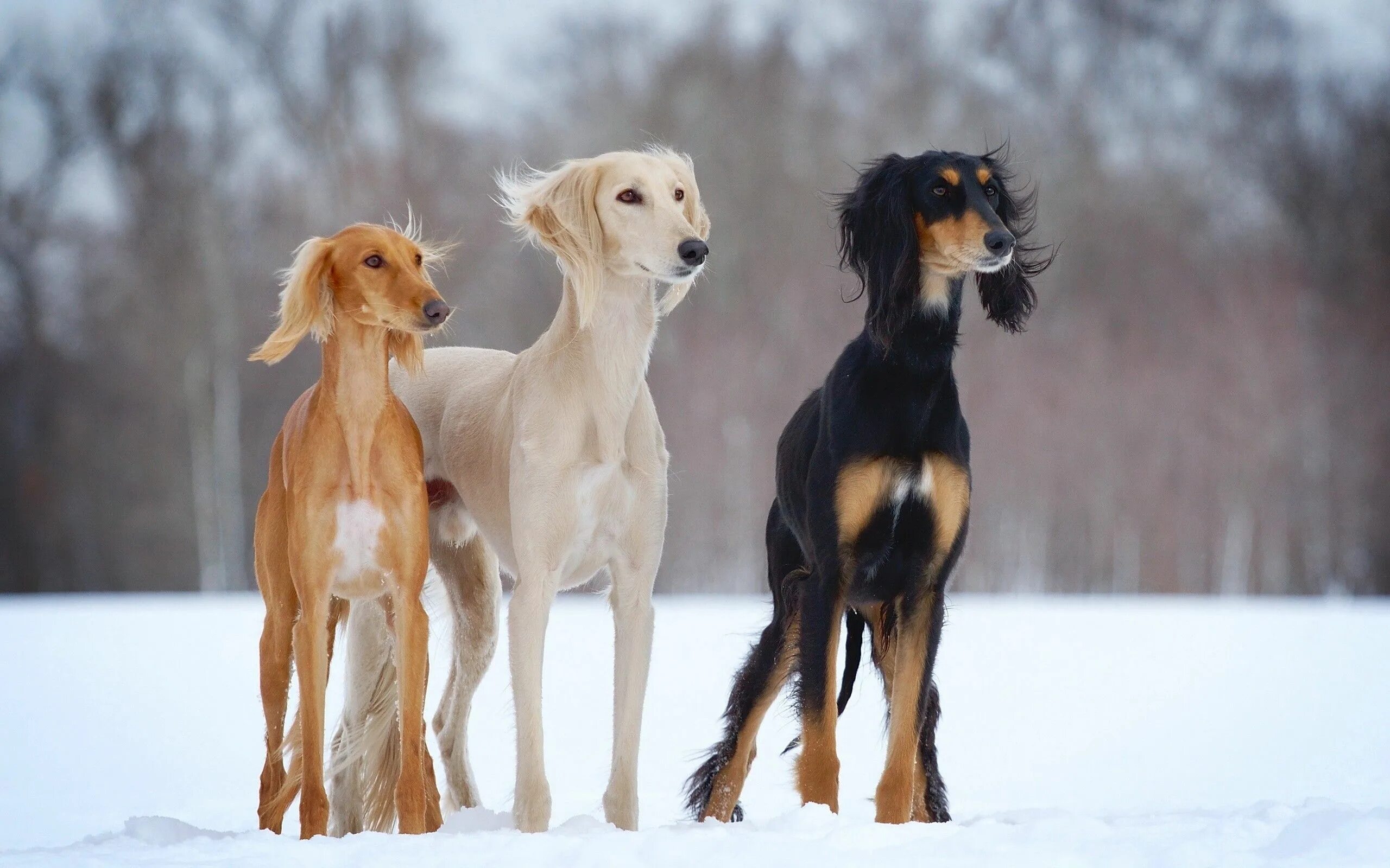 3 animals dogs. Салюки. Салюки порода. Борзая салюки. Тигровая салюки.