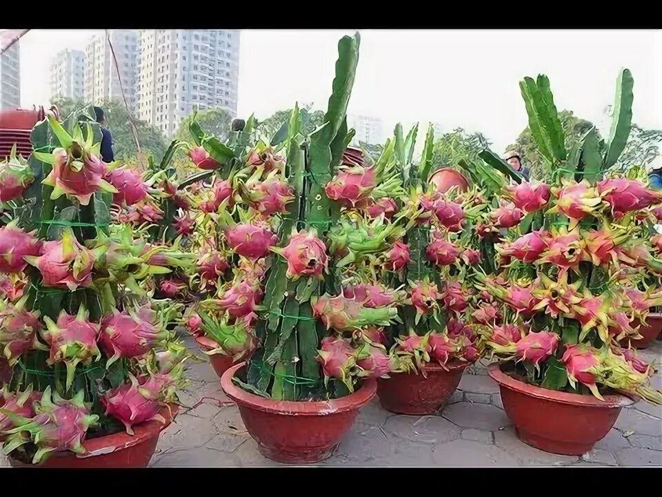 50 Dragon Fruit Red Pitaya Seeds, Rare Sweet Pitaya Fruit Seeds, Home Garden eBa