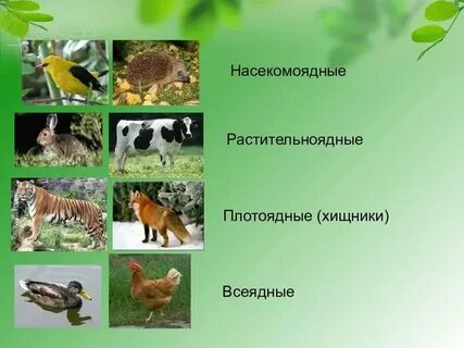 Приведите три примера животных